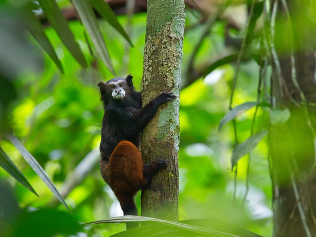 Olympus 300mm f4 IS PRO Review sample image of a tamarind monkey