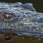 Olympus 300mm f4 IS PRO Review sample image of american crocodile