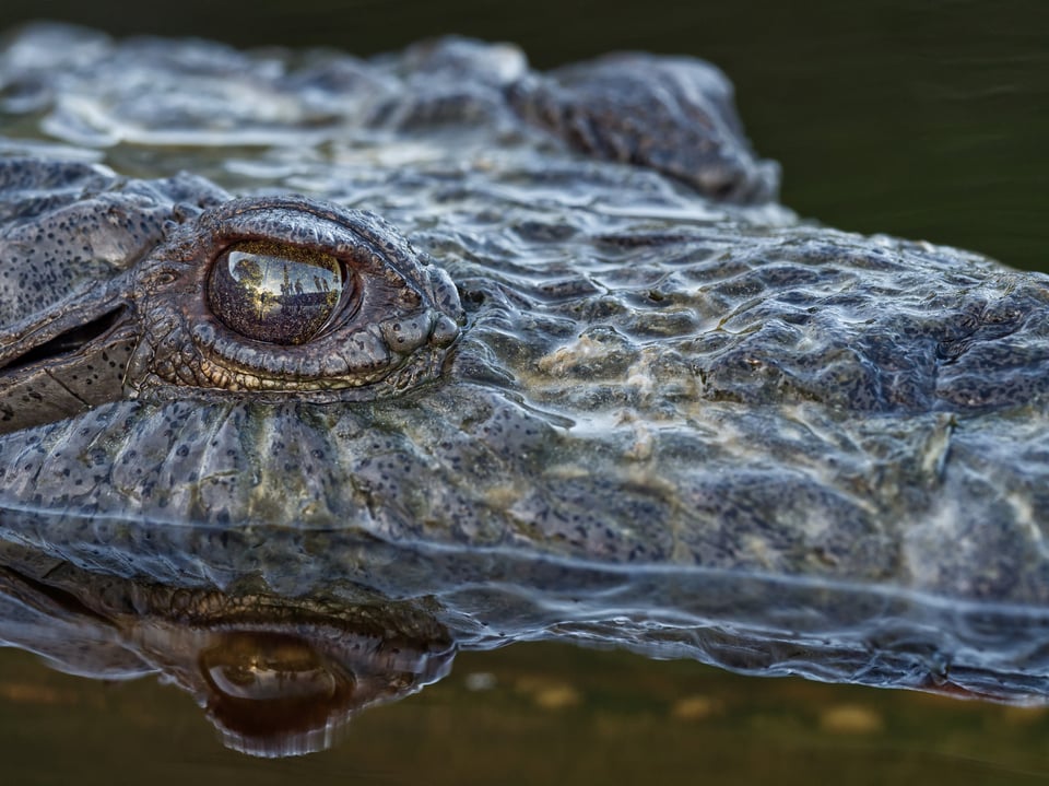 Olympus 300mm f4 IS PRO Review sample image of american crocodile