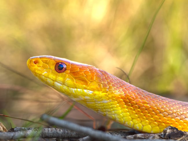 Olympus 300mm f4 IS PRO Review sample image of an everglades yellow ratsnake