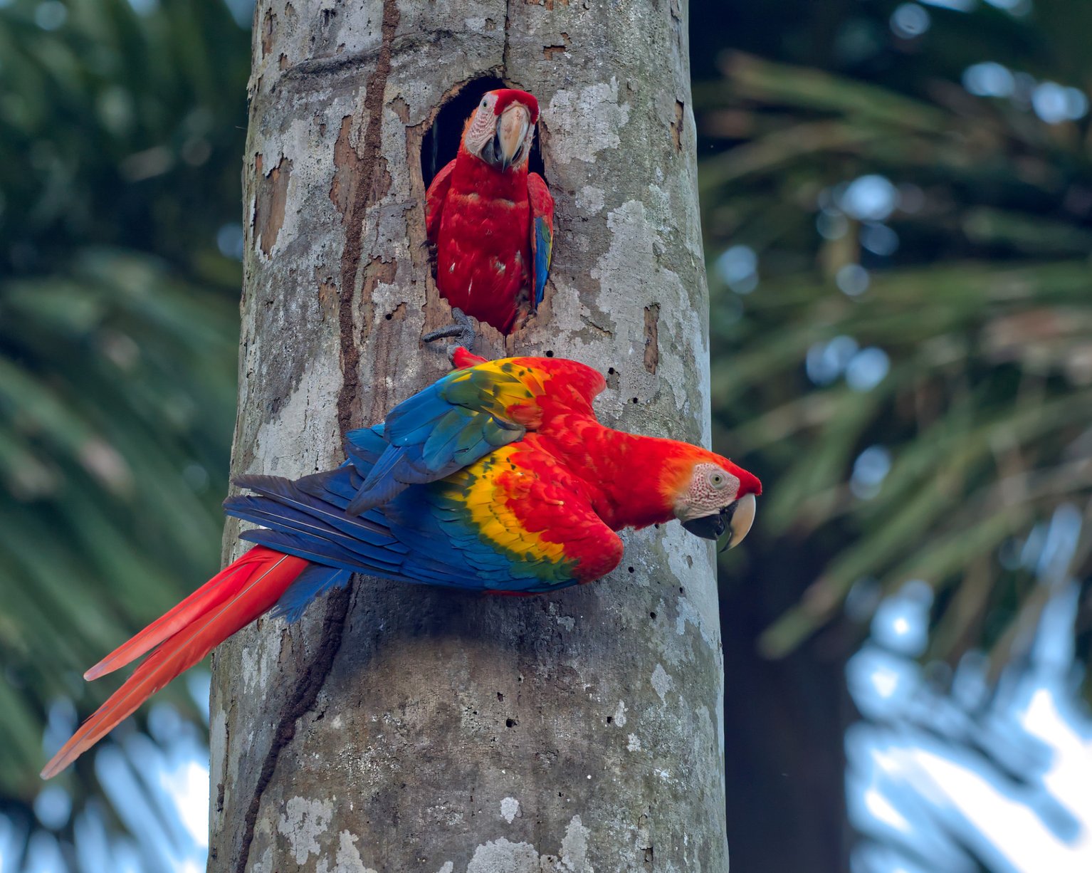 Olympus 300mm f4 IS PRO Review sample image of scarlet macaws good performance in low light