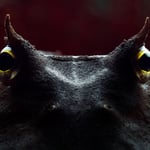 Pacman frog with dramatic lighting using a diffuser