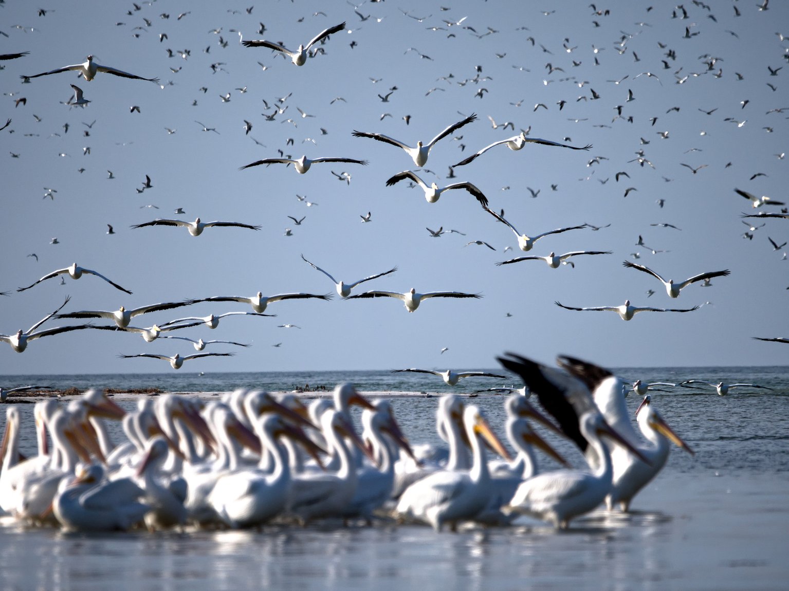 Pelican in flight Olympus 100-400 f:5.6 review