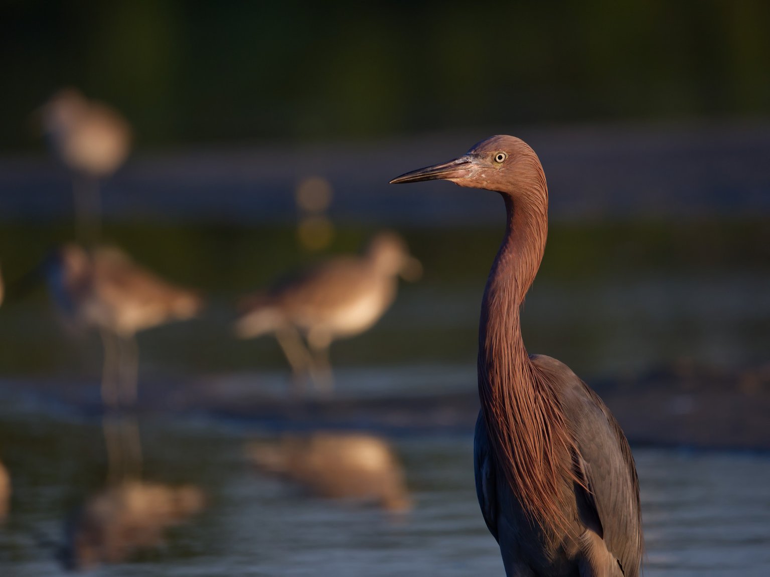 Reddish egret Olympus 100-400 f:5.6 review sample images