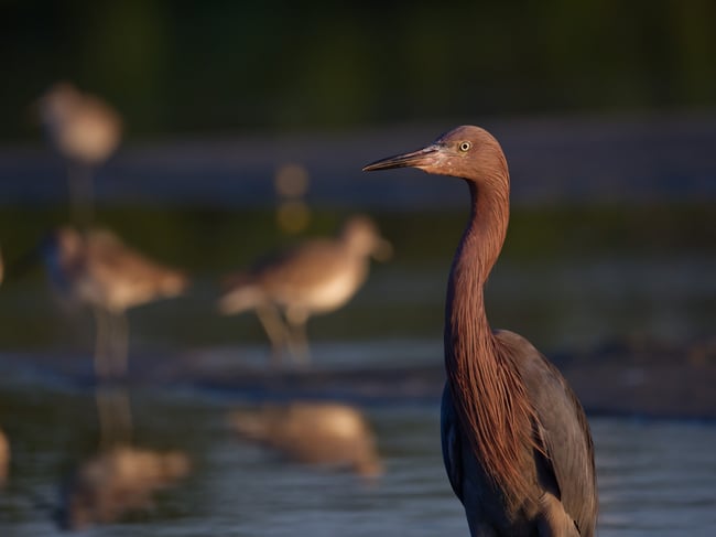 Reddish egret Olympus 100-400 f:5.6 review sample images