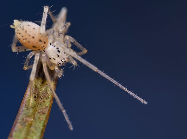 Super-macro-photo-of-a-spider-with-the-OM-Systems-90mm-f3.5-macro-IS-PRO-lens-review