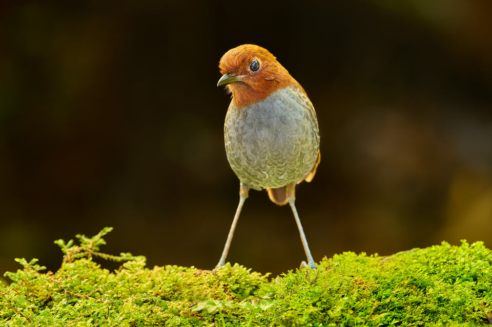 Bicolored Antpitta_Colombia