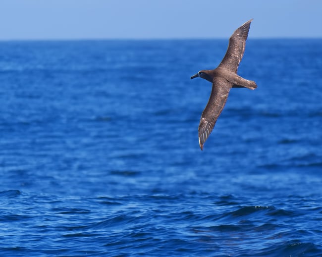 Blackfooted albatross shot with the Panasonic lumix g.vario 100-300 f4-5.6 a budget telephoto option for micro four thirds wildlife photography