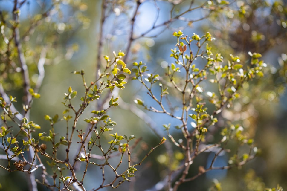 Bokeh at 100mm on the Nikon Z 100-400mm 4.5-5.6 VR S