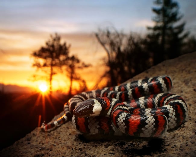 California Mountain Kingsnake at sunset with the Laowa 15mm f4 wideangle macro