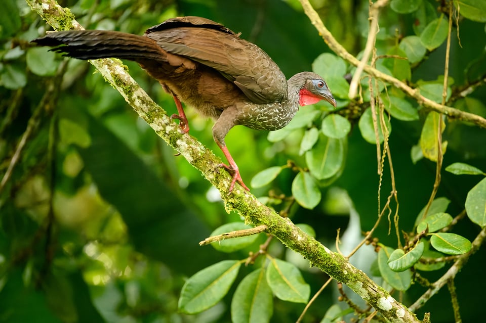 Cauca Guan_Colombia