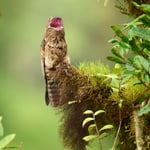 Common Potoo_Ecuador_01