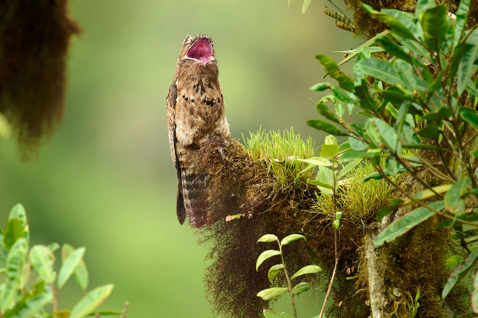 Common Potoo_Ecuador_01