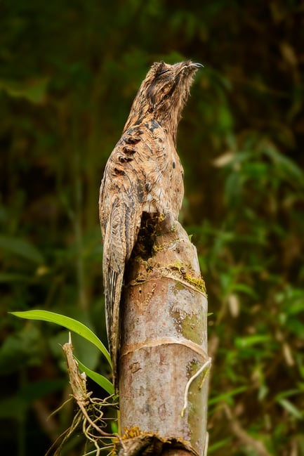 Common Potoo_Ecuador_02