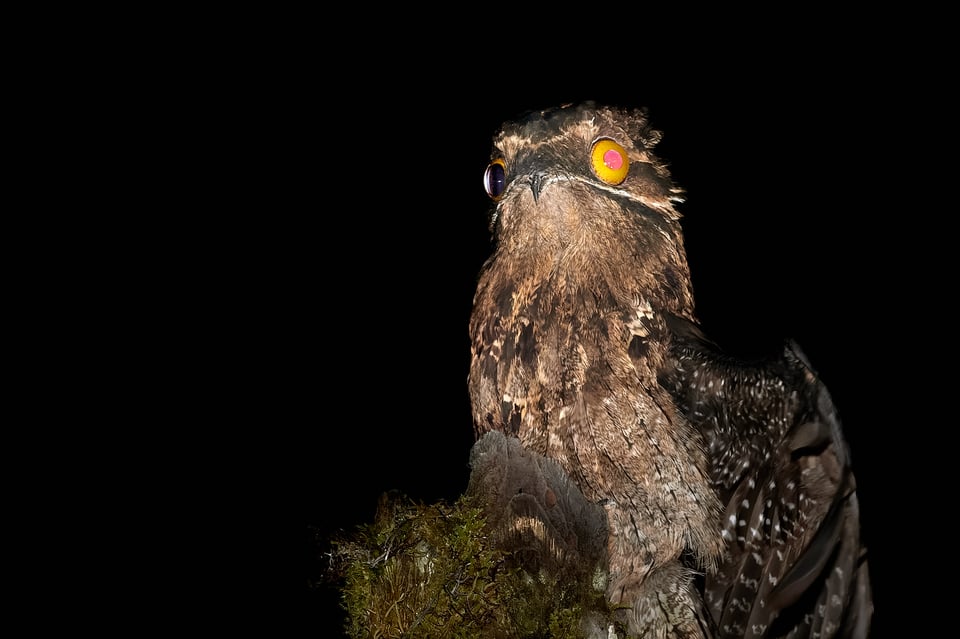 Common Potoo_Ecuador_03