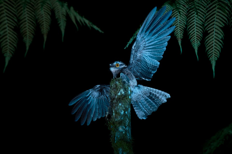 Common Potoo_Ecuador_05