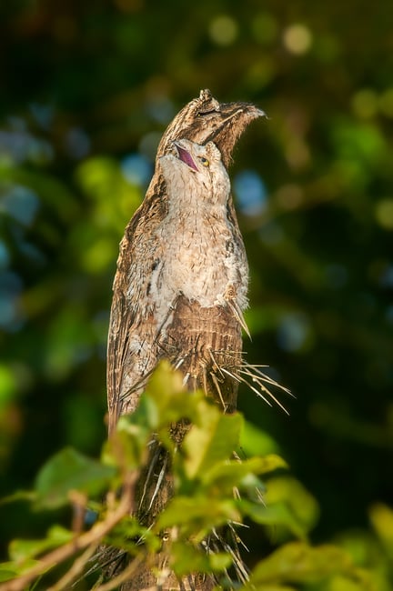 Common Potoo_Ecuador_06