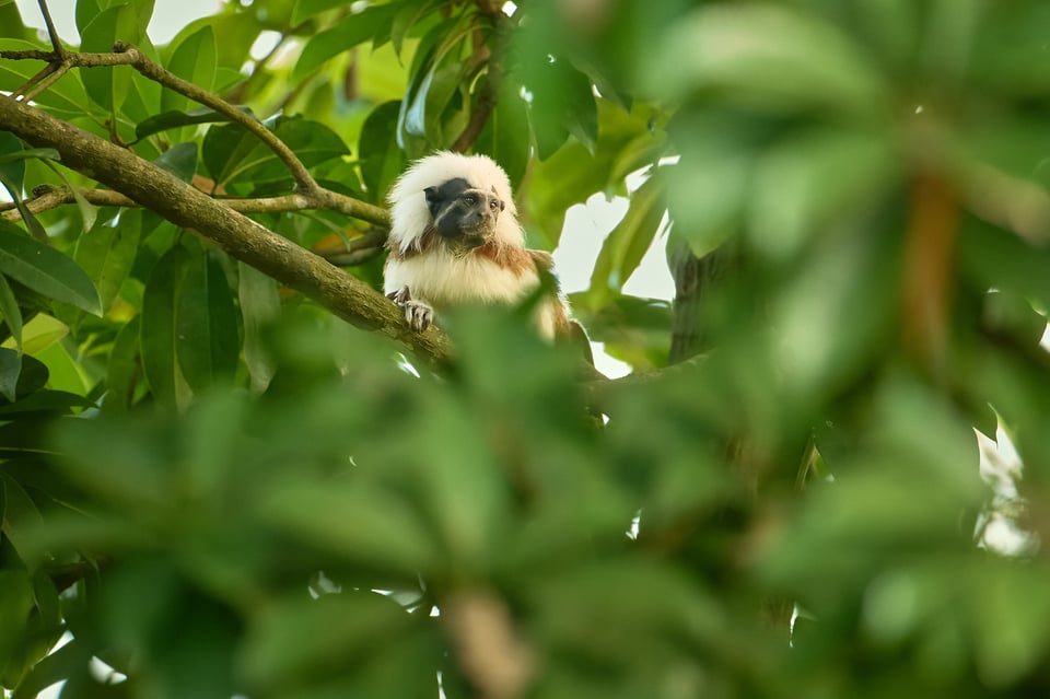 Cotton-top Tamarin_02