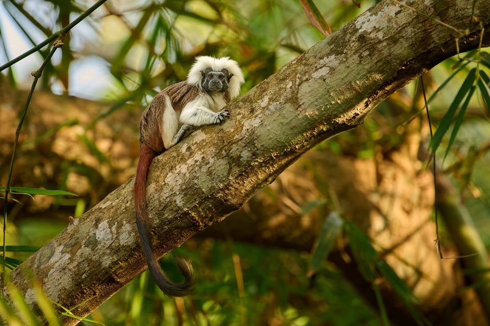 Cotton-top Tamarin_04