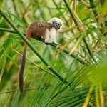 Cotton-top Tamarin_Colombia