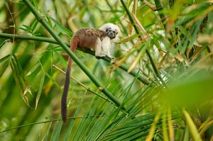 Cotton-top Tamarin_Colombia