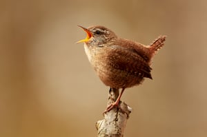 Eurasian wren_Nikon D500