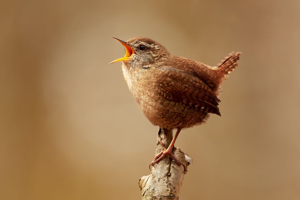 Eurasian wren_Nikon D500