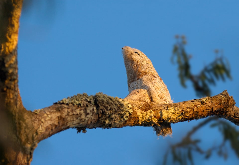 Giant Potoo_Ecuador_01