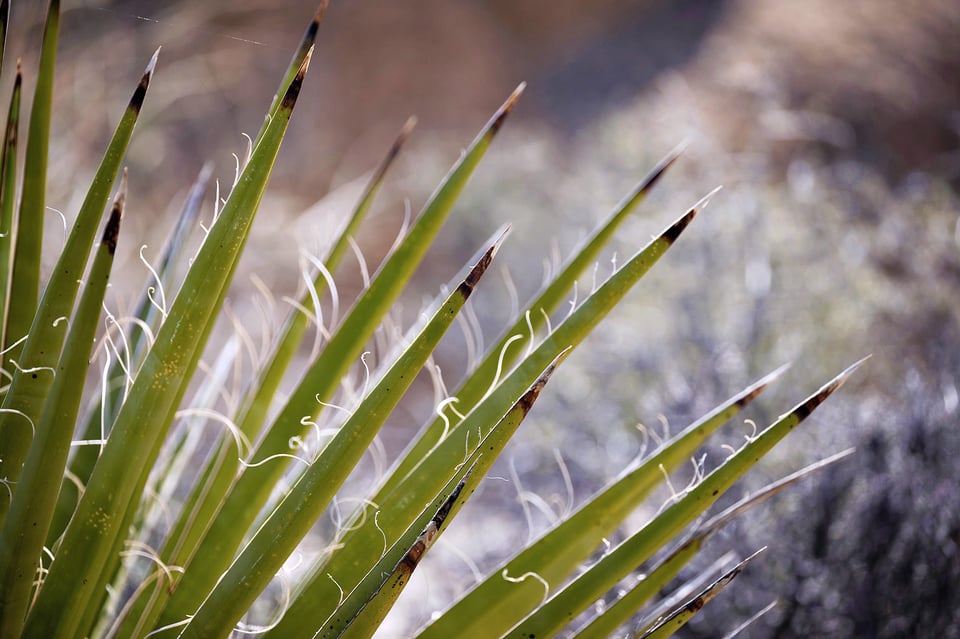 Nikon-Z-100-400mm-f4.5-5.6-VR-S-Lens-Review--Bokeh-2