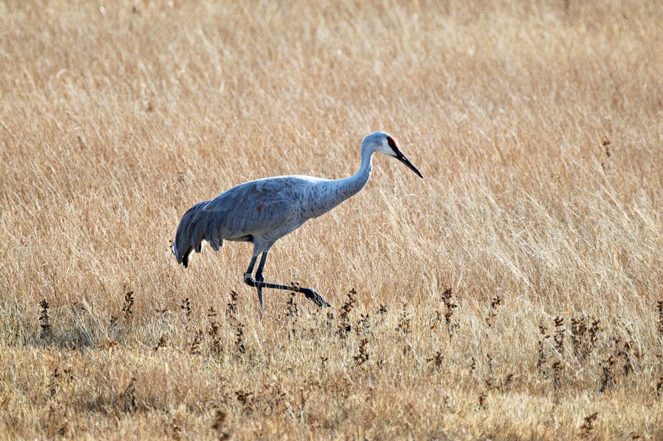 Nikon Z 100-400mm f4.5-5.6 VR S bokeh sample with 2x teleconverter