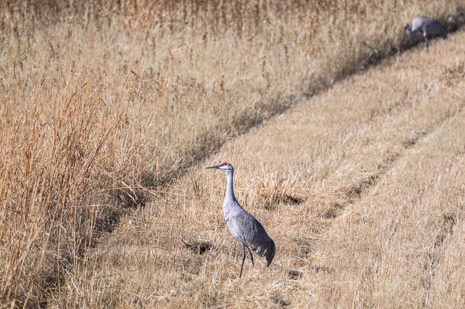 Nikon Z 100-400mm with 1.4x TC Bokeh