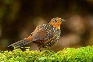 Ocellated tapaculo_02