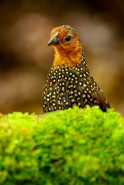 Ocellated tapaculo_03