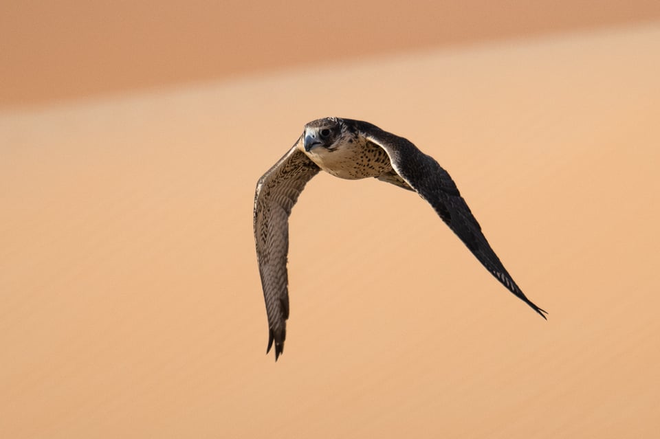 Peregrine Falcon 100% crop Nikon Z 100-400 lens Z7 II