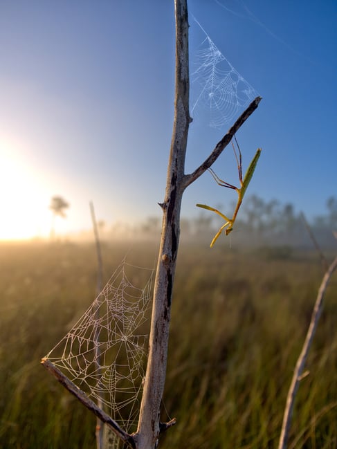 Praying mantis and spider web photo using close focus wide angle with the panasonic leica 9mm f1.7 for micro four thirds