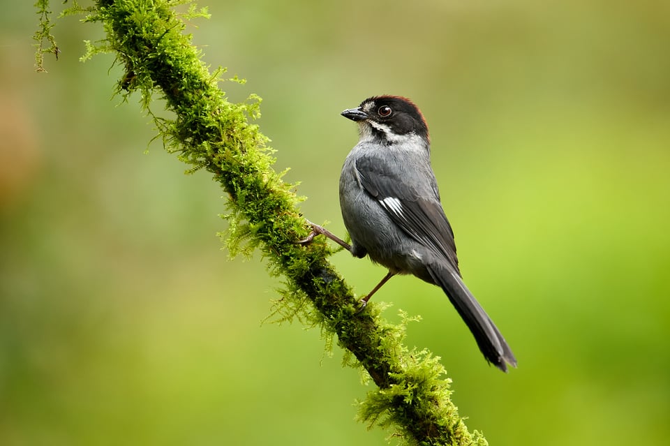 Slaty Brushfinch_Colombia