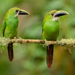 Southern Emerald-Toucanet_01