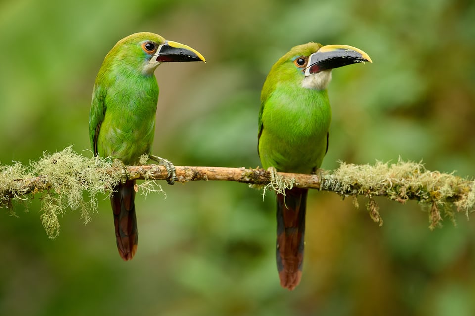 Southern Emerald-Toucanet_01