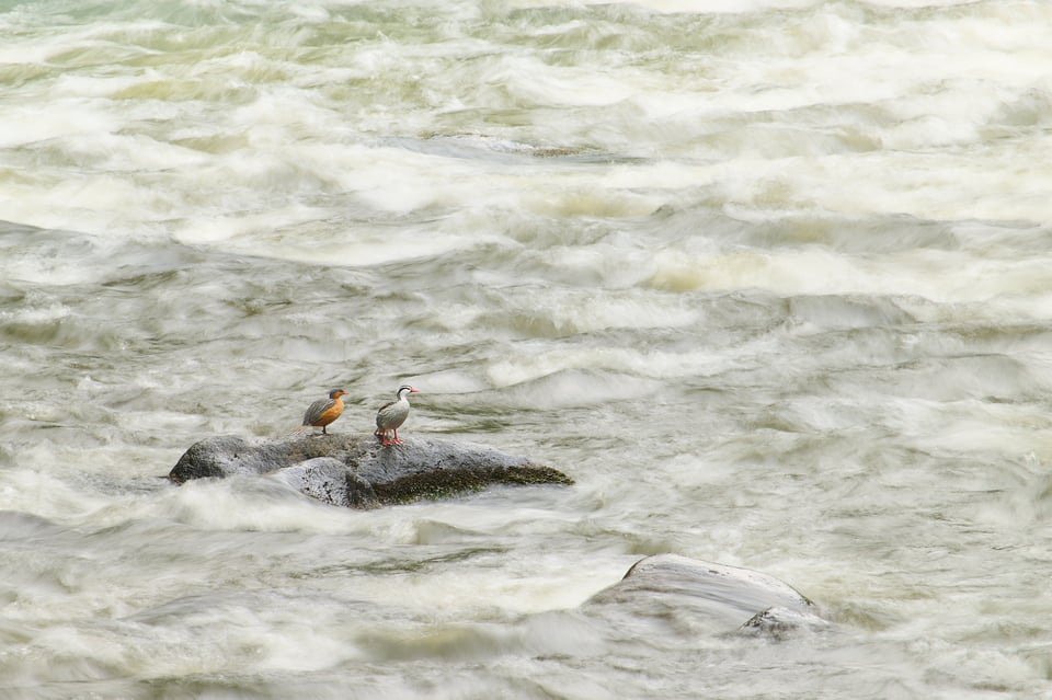 Torrent Duck_Colombia