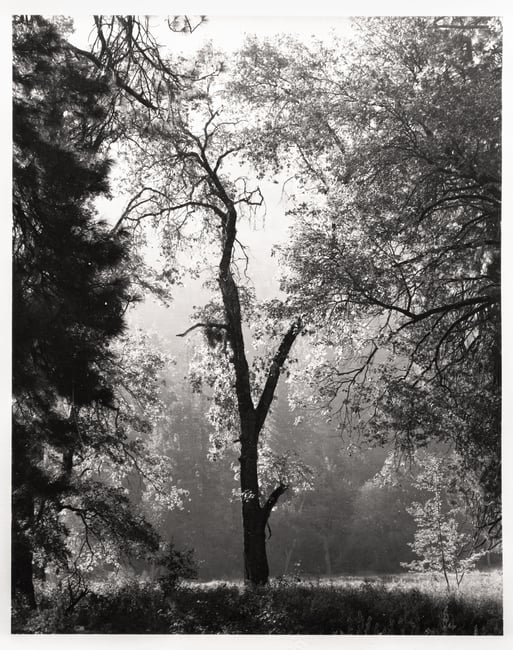 Yosemite Valley Tree 8x10 Darkroom Print