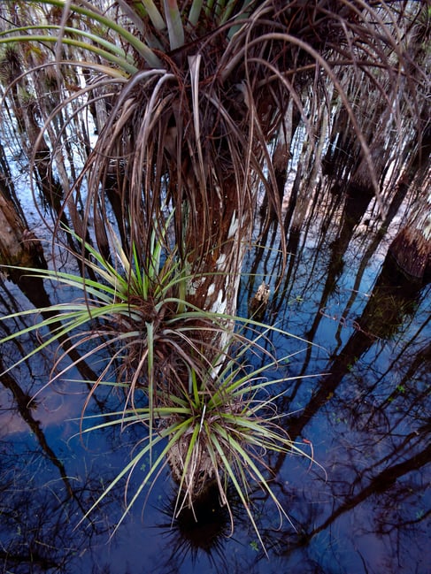 airplant photo using panasonic leica 9mm f:1.7 for micro four thirds