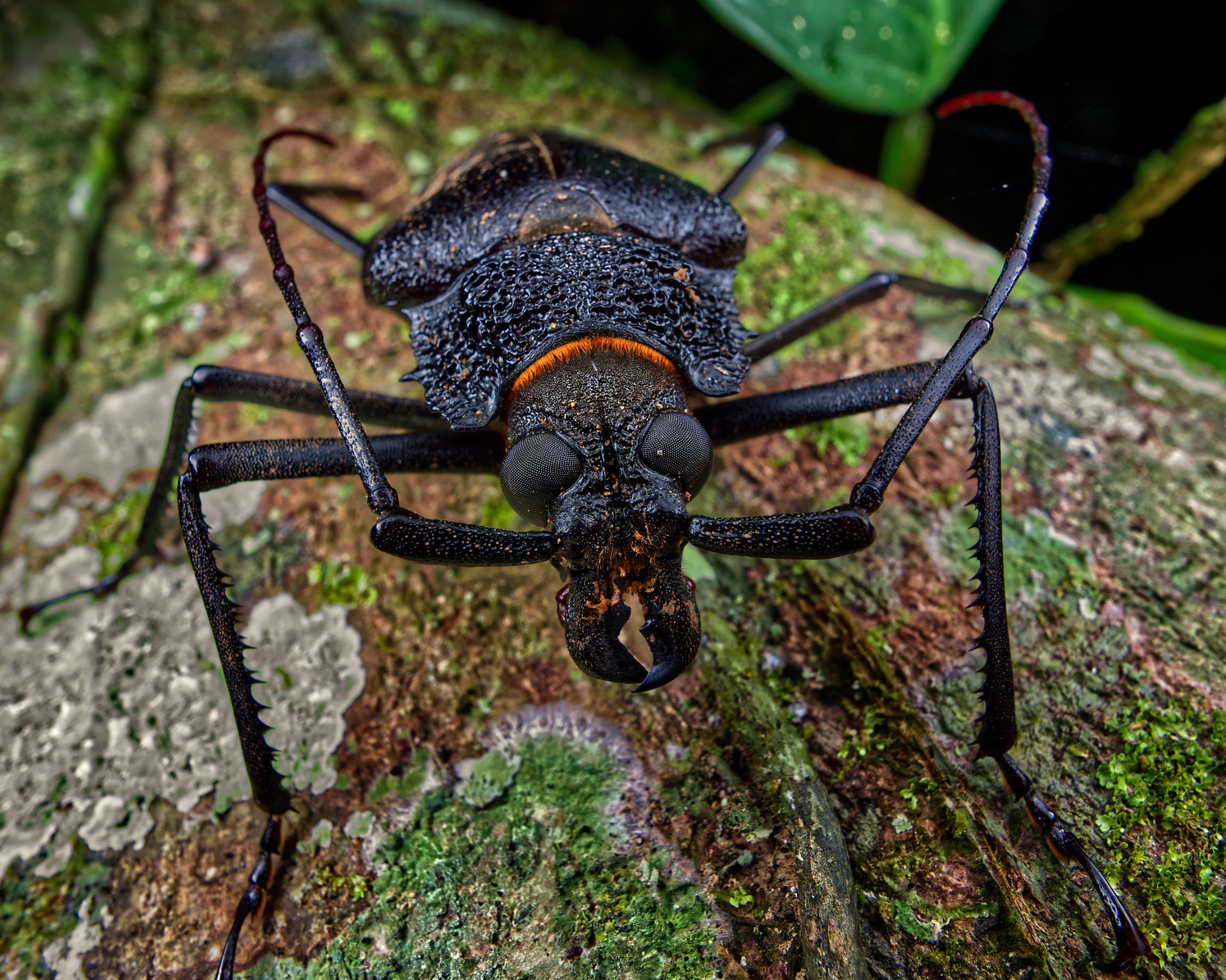 longhorn beatle photo using close focus wide angle with the panasonic leica 9mm f1.7 wide-angle macro lens for micro four thirds