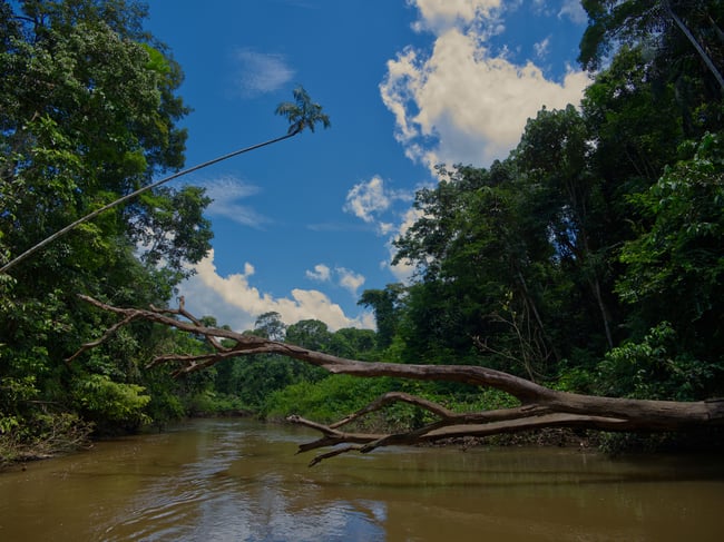 peruvian amazon landscape shot using panasonic leica 9mm f:1.7 for micro four thirds