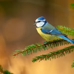 Blue tit_Czech Republic