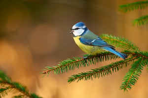 Blue tit_Czech Republic