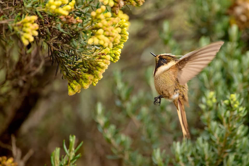 Buffy helmetcrest_03