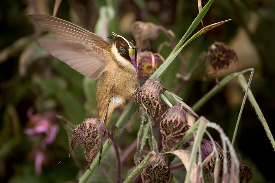 Buffy helmetcrest_05