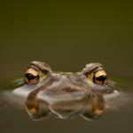 Common Toad_Czech Republic