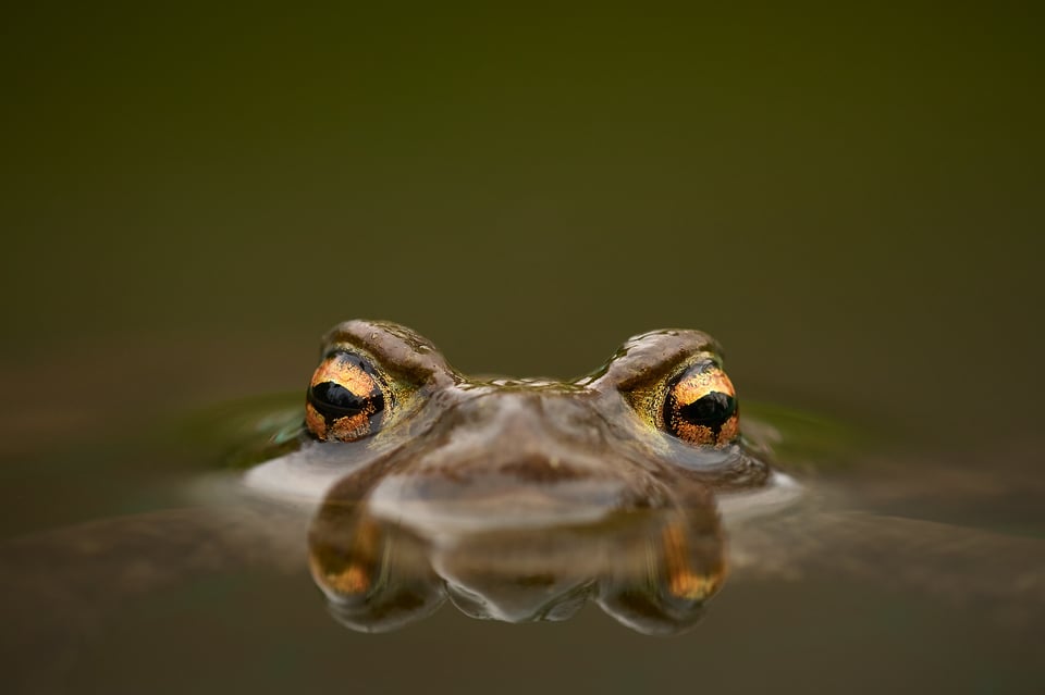 Common Toad_Czech Republic