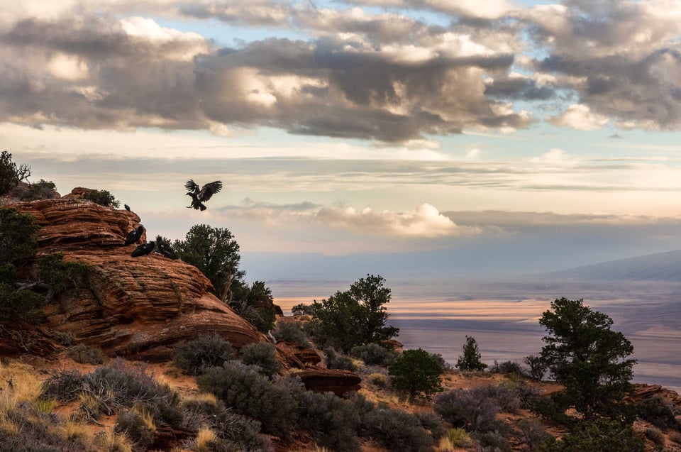 Condor lands at Vermillion Cliffs